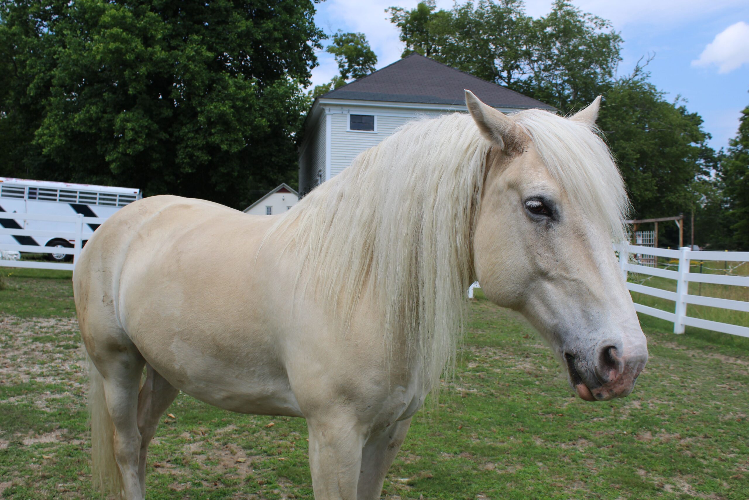 American Horses: Three of Many